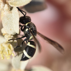 Pachodynerus californicus