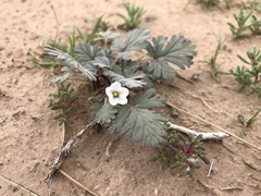 Erodium tibetanum