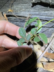 Desmodium rhytidophyllum