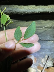 Desmodium rhytidophyllum