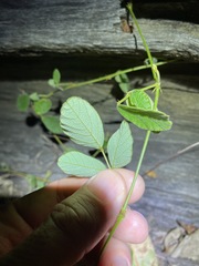 Desmodium rhytidophyllum