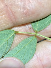 Desmodium rhytidophyllum