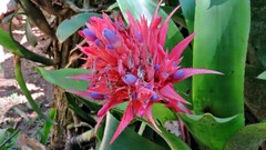 Aechmea fasciata