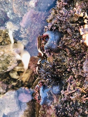 Bunodosoma californica