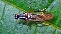 Raphiocera