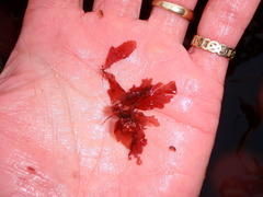 Phycodrys fimbriata