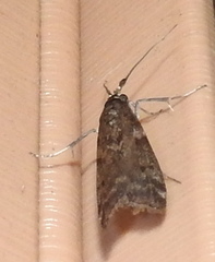 Pyla fusca