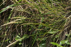 Trisetum arduanum