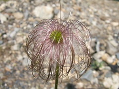 Pulsatilla dahurica