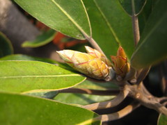 Machilus thunbergii