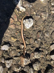 Yellow Snake Eel photo 4