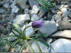 Pulsatilla dahurica