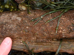 Melanosiphon intestinalis