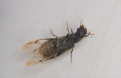 Polycaoninae
