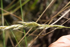 Trisetum arduanum