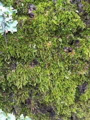 Plasteurhynchium striatulum