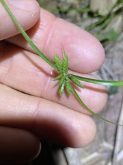 Cyperus gracilis