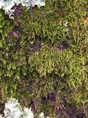 Plasteurhynchium striatulum