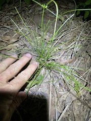 Cyperus gracilis