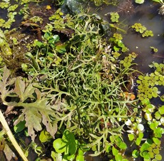 Ceratopteris pteridoides