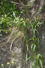 Trisetum arduanum