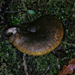 Lactarius atroviridis