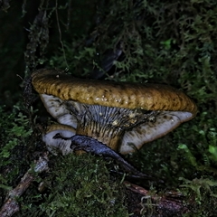 Lactarius atroviridis