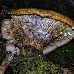 Lactarius atroviridis