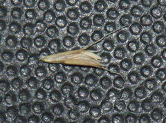 Trisetum arduanum