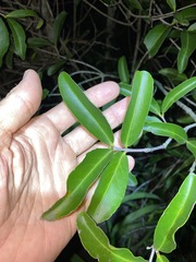 Elaeodendron australe