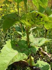 Silphium perfoliatum perfoliatum