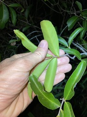 Elaeodendron australe