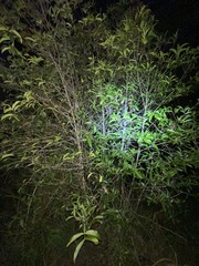 Elaeodendron australe
