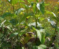 Silphium perfoliatum perfoliatum