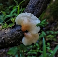 Campanophyllum proboscideum