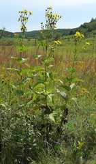 Silphium perfoliatum perfoliatum