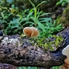 Campanophyllum proboscideum