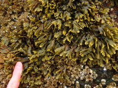 Fucus spiralis