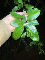 Siphonodon australis