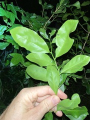 Siphonodon australis