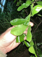 Siphonodon australis