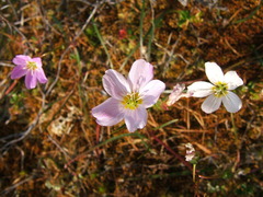 Claytonia acutifolia