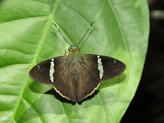 Autochton bipunctatus