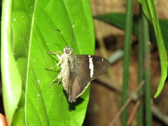 Autochton bipunctatus