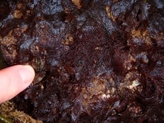 Ceramium deslongchampsii