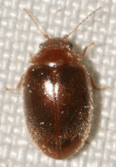 Contacyphon variabilis
