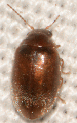 Contacyphon variabilis