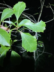 Auranticarpa rhombifolia