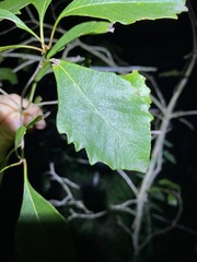 Auranticarpa rhombifolia