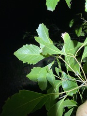 Auranticarpa rhombifolia